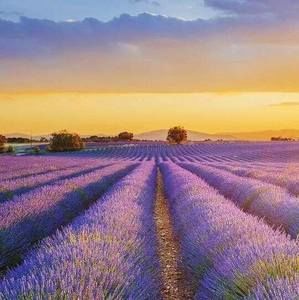 Meet your Posher, Bing rong